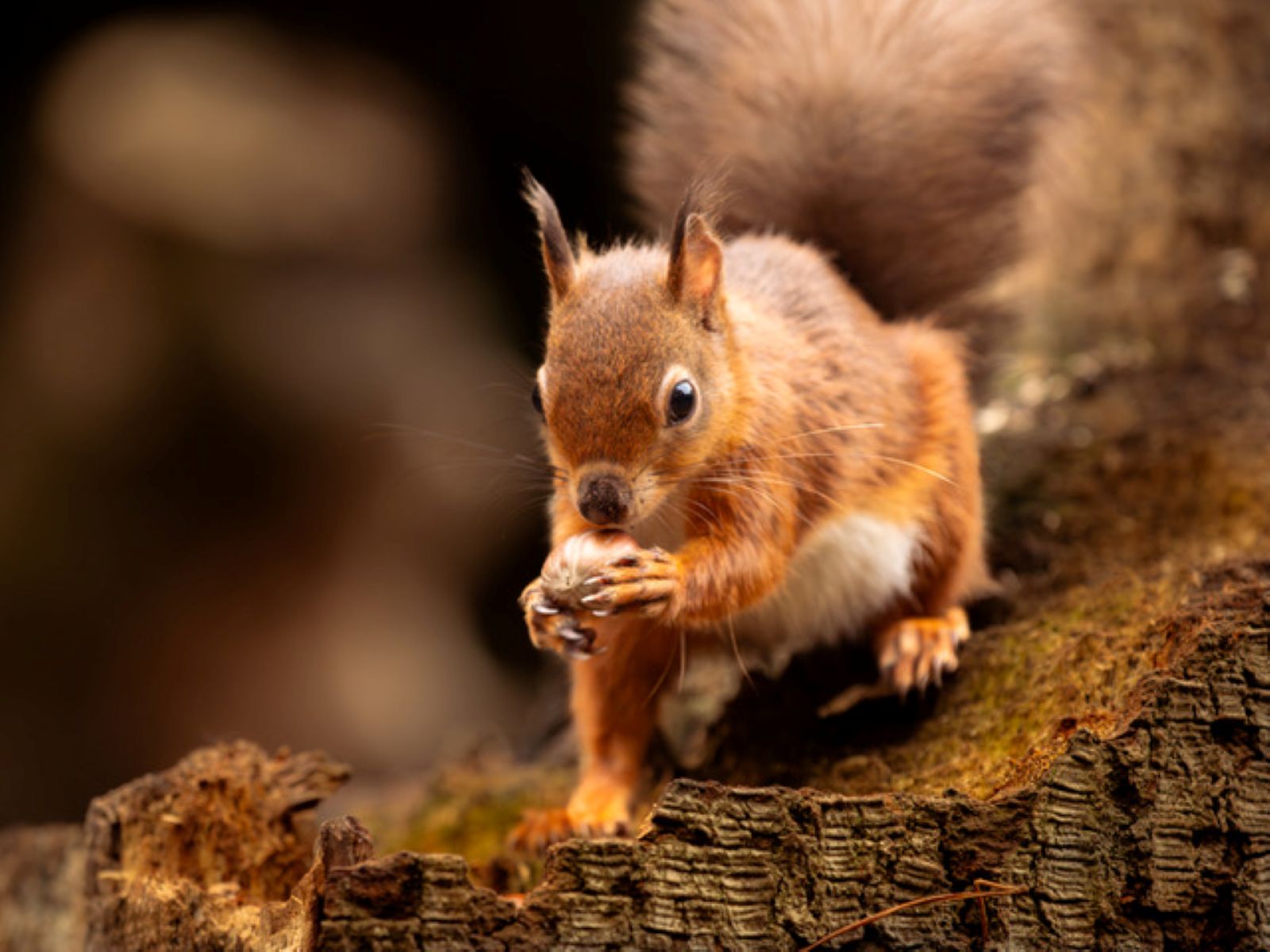 3rd Place - Jan Bambridge - Mine, all mine!!